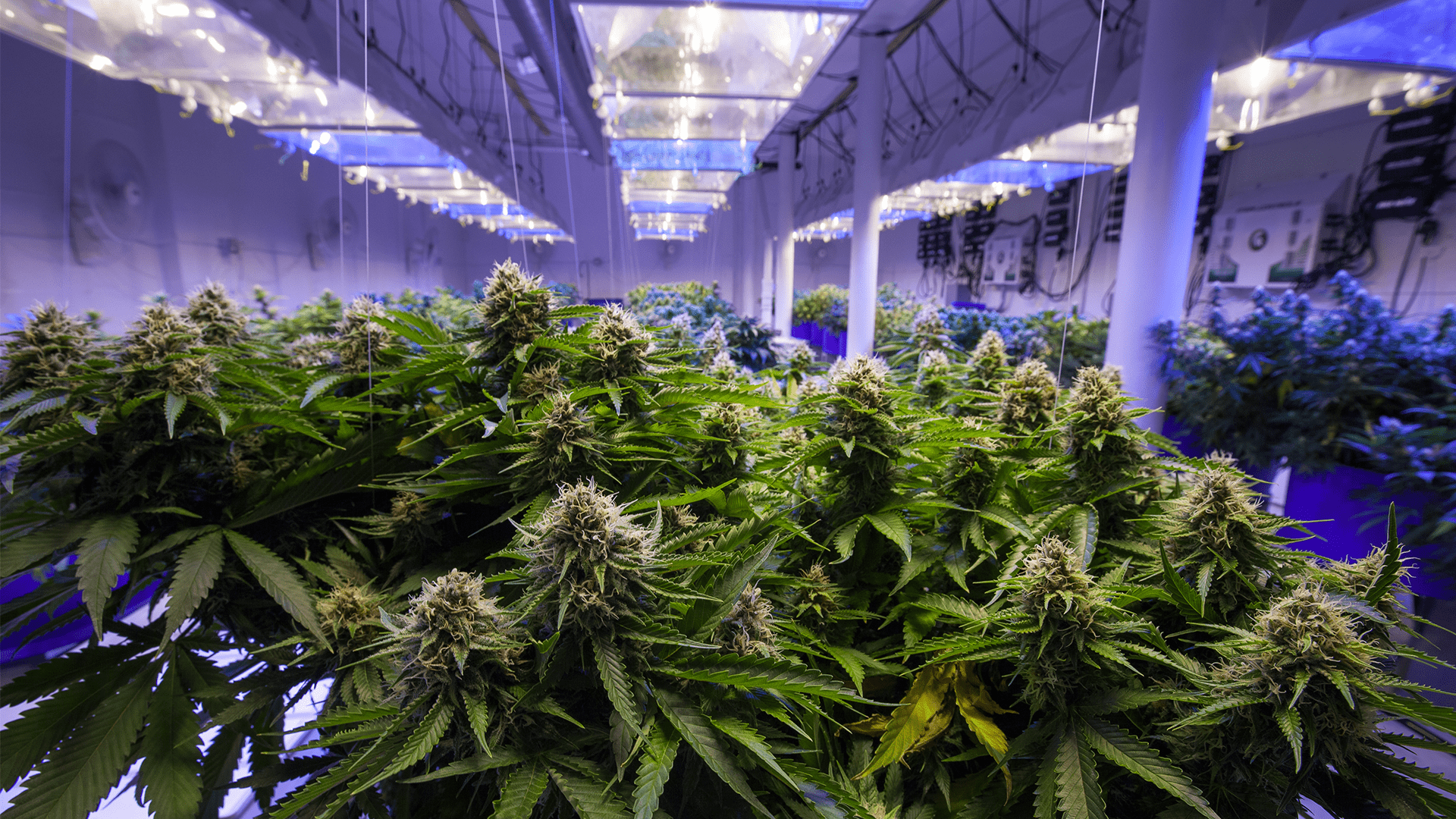 Is Legalizing Marijuana a Mistake Open to Debate